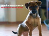 Hundebetreuung in Baden-Württemberg (20. Ergebnis)