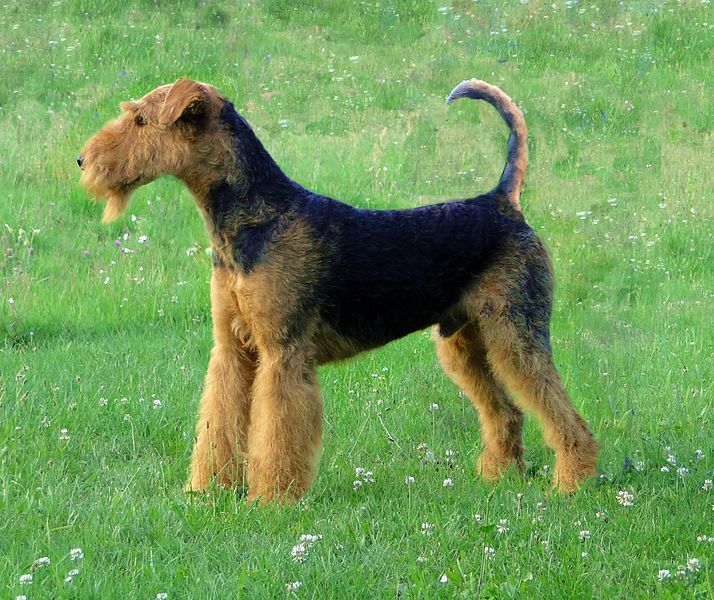 Airedale-Terrier (Bild)