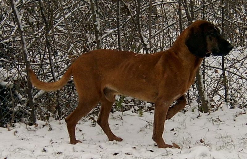 Bayerischer Gebirgsschweißhund (Bild)