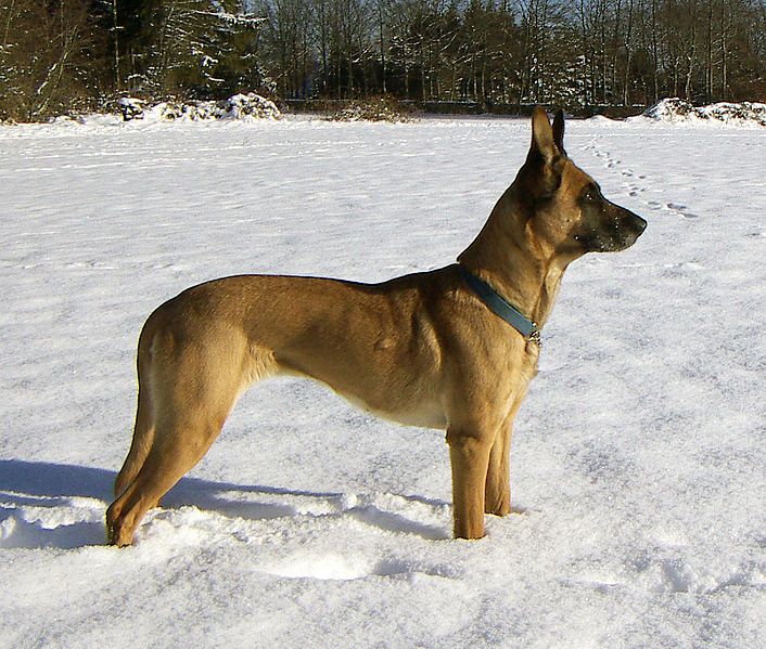 Belgischer Schäferhund (Bild)