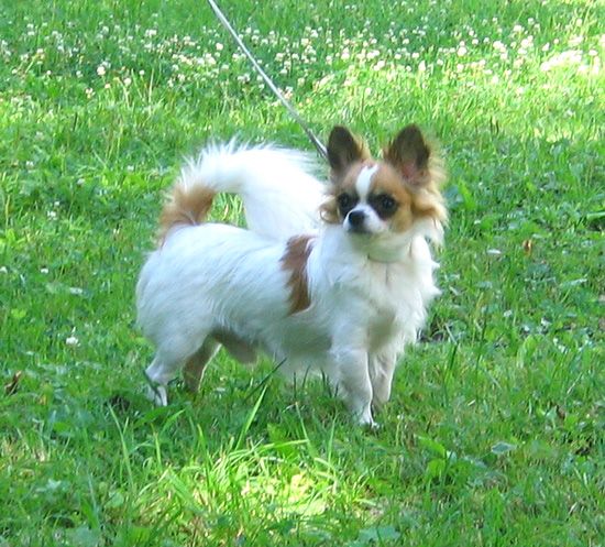 Chihuahua (Bild)