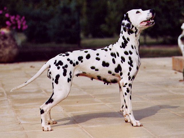 Dalmatiner (Bild)