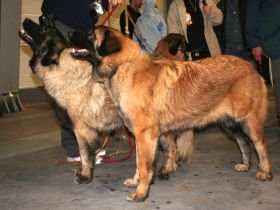 Estrela-Berghund