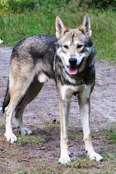 Saarloos-Wolfhund (Bild)
