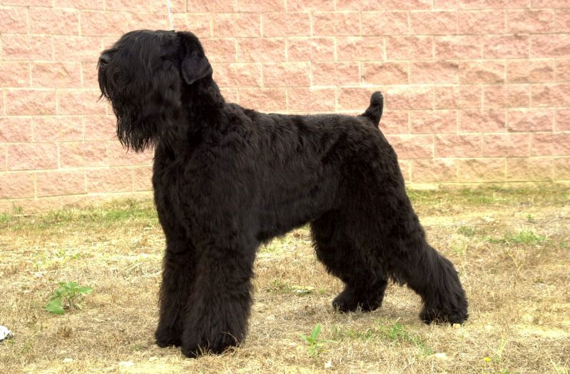 Schwarzer Terrier (Bild)