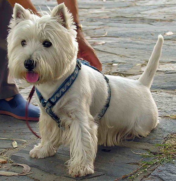 West Highland White Terrier (Bild)