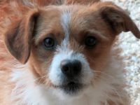 Jack Russell Terrier-Rüde in Niedersachsen (2. Ergebnis)
