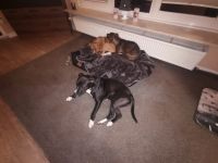 American Staffordshire Terrier/Pit Bull Terrier-Hündin (6. Ergebnis)