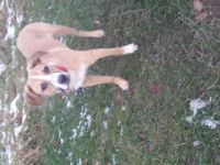 Beagle/Labrador Retriever-Hündin (8. Ergebnis)