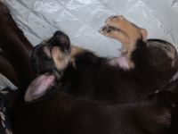 Chihuahua/Tibet-Terrier-Mischlingswelpen (3. Ergebnis)