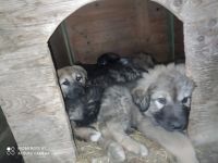Kaukasischer Schäferhund/Pyrenäen-Berghund-Mischlingswelpen (3. Ergebnis)