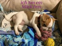 Französische Bulldogge/Chihuahua-Mischlingswelpen (5. Ergebnis)