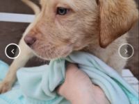 Labrador Retriever/Dogo Canario-Mischlingswelpen (1. Ergebnis)