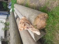 Labrador Retriever/Boxer-Mischlingswelpen in Nordrhein-Westfalen (1. Ergebnis)