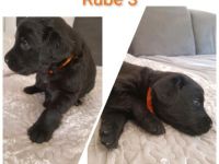 Labrador Retriever/Golden Retriever-Mischlingswelpen (10. Ergebnis)