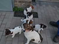 Jack Russell Terrier-Mischlingswelpen in Brandenburg (1. Ergebnis)