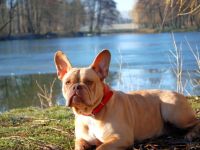 Französische Bulldogge-Hündin in Thüringen (1. Ergebnis)