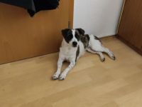 Cairn Terrier-Hündin in Sachsen-Anhalt (13. Ergebnis)