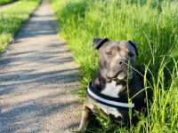 American Staffordshire Terrier-Rüde in Niedersachsen (13. Ergebnis)