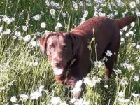 Labrador Retriever-Deckrüde (18. Ergebnis)