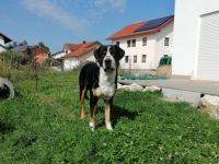 Großer Schweizer Sennenhund-Deckrüde (2. Ergebnis)