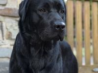Labrador Retriever-Deckrüde (11. Ergebnis)