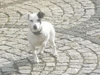 Jack Russell Terrier-Deckrüde (2. Ergebnis)
