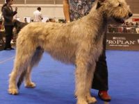Irish Wolfhound-Deckrüde (2. Ergebnis)