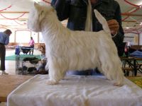 West Highland White Terrier-Deckrüde (4. Ergebnis)