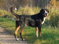 Großer Schweizer Sennenhund-Deckrüde (14. Ergebnis)