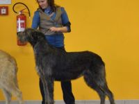 Irish Wolfhound-Deckrüde (5. Ergebnis)