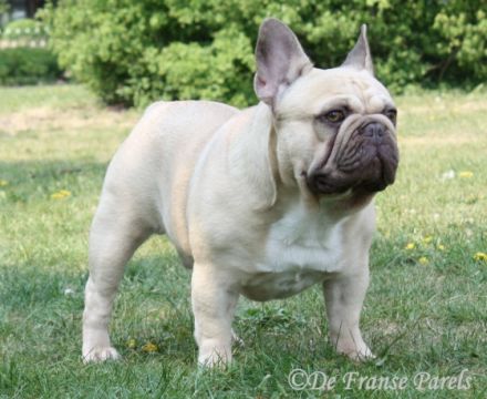 Foto: Französische Bulldogge