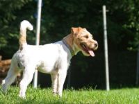Parson Russell Terrier-Deckrüde (10. Ergebnis)