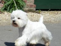 West Highland White Terrier-Deckrüde (6. Ergebnis)