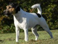 Parson Russell Terrier-Deckrüde (6. Ergebnis)