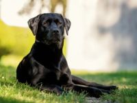 Labrador Retriever-Deckrüde in Bayern (2. Ergebnis)