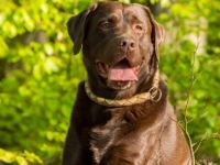 Labrador Retriever-Deckrüde in Niedersachsen (13. Ergebnis)