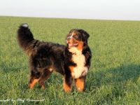 Berner Sennenhund-Deckrüde in Niedersachsen (4. Ergebnis)