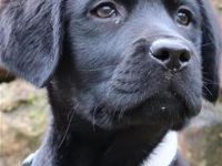 Labrador Retriever-Welpen (12. Ergebnis)