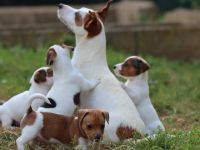 Jack Russell Terrier-Welpen (16. Ergebnis)