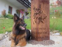 Altdeutscher Schäferhund-Welpen (1. Ergebnis)