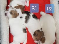 Parson Russell Terrier-Welpen (5. Ergebnis)