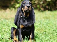 Black and Tan Coonhound-Welpen in Kroatien (3. Ergebnis)
