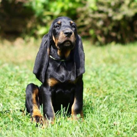 Foto: Black and Tan Coonhound