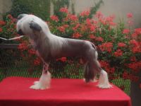 Chinesischer Schopfhund-Welpen (3. Ergebnis)