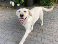 Labrador Retriever-Welpen in Brandenburg (12. Ergebnis)