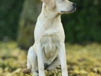 Labrador Retriever-Welpen in Luxemburg (1. Ergebnis)