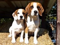 Beagle-Hundezüchter (2. Ergebnis)