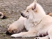 Eurasier-Hundezüchter in Bayern (1. Ergebnis)