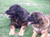 Leonberger-Hundezüchter (1. Ergebnis)